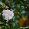 夕暮れ時の岩火花
