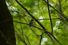 鳴き競うオオルリ