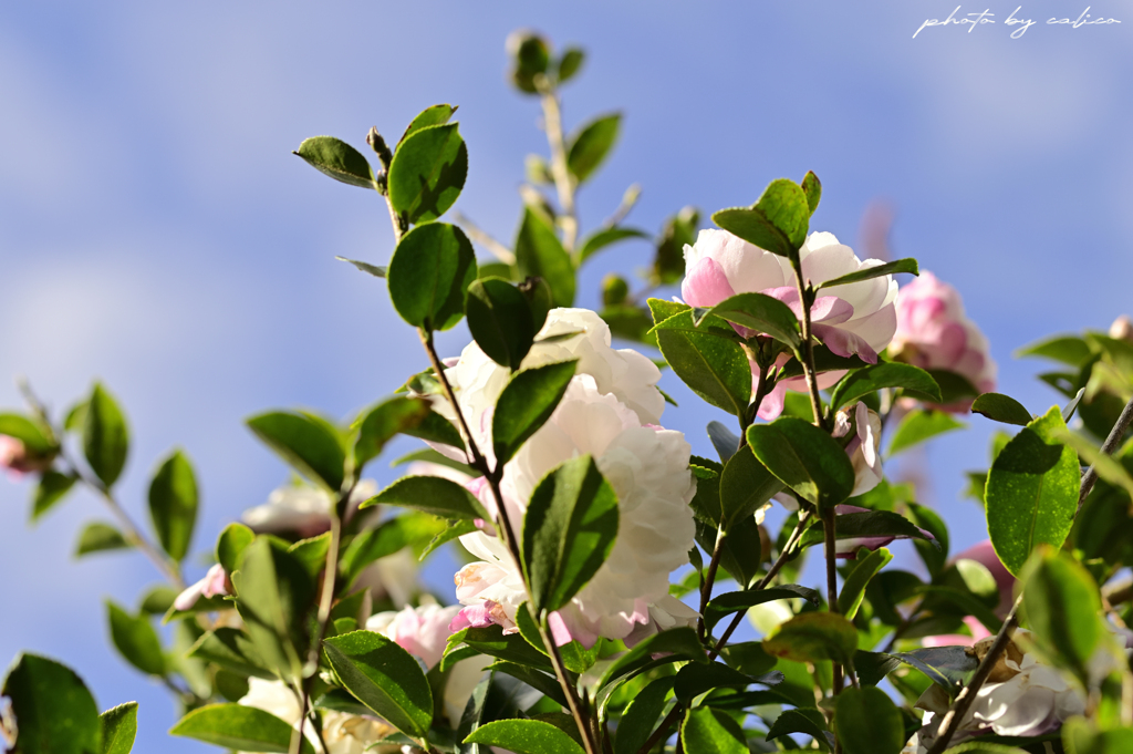 秋晴れと山茶花