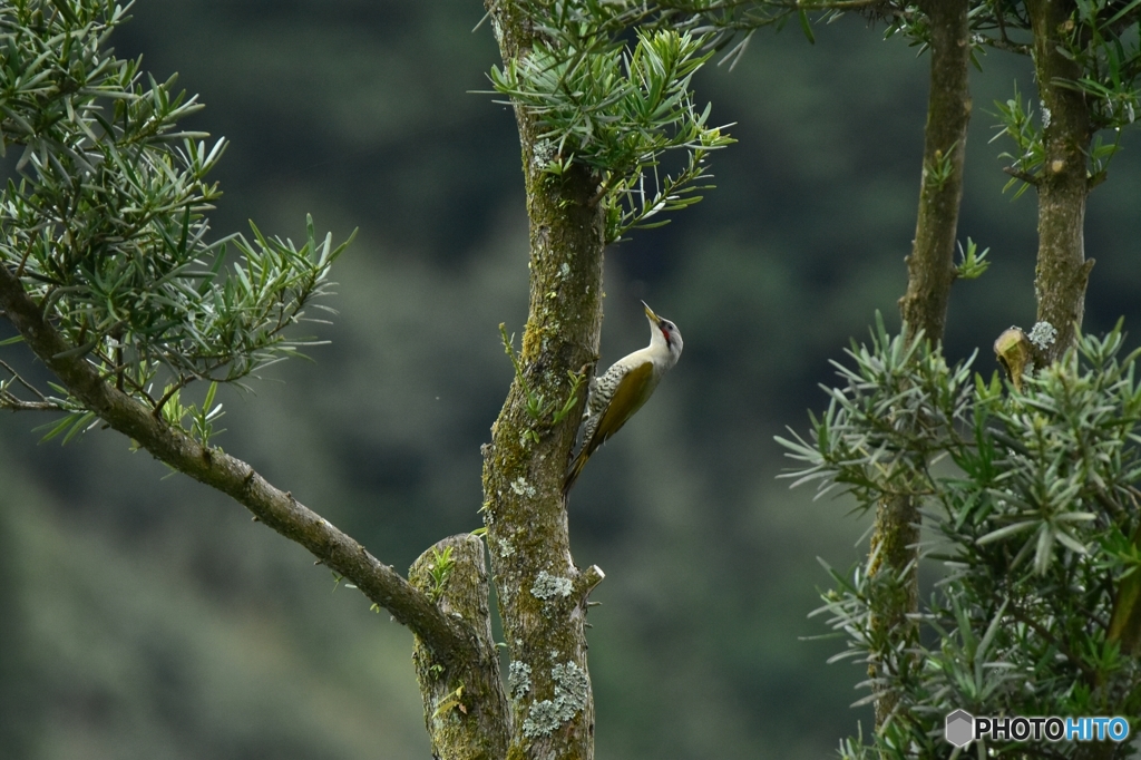 啄木鳥が集う五葉松の木 Ⅰ