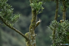 啄木鳥が集う五葉松の木 Ⅰ
