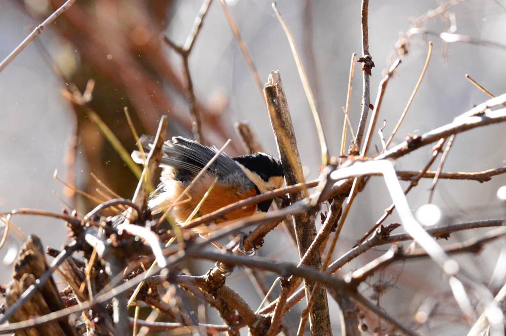 水浴びして来たよ