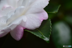 一雨一度 (ひとあめいちど)