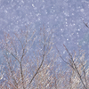 細雪