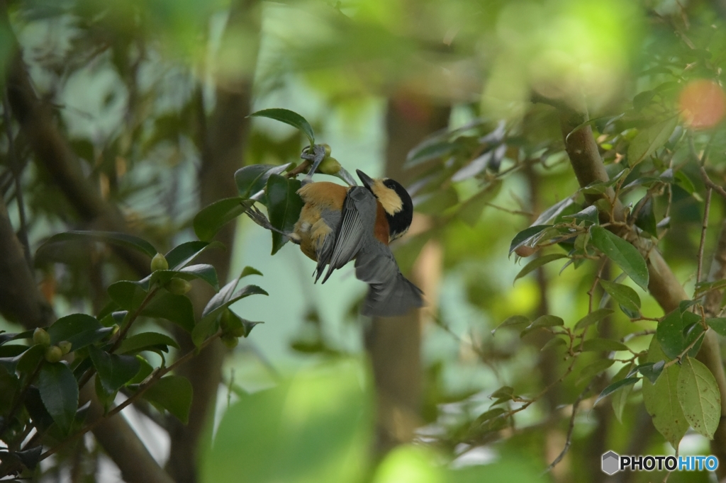 木の実が食べたくて