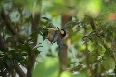 木の実が食べたくて