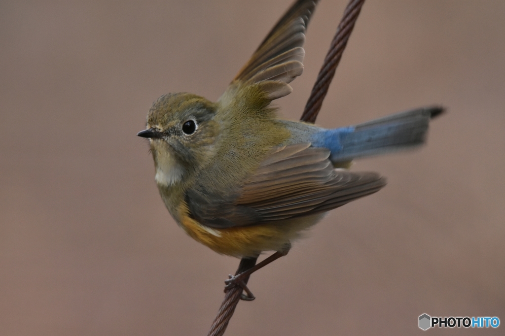 若いルリビタキ ①