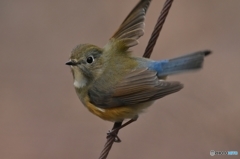 若いルリビタキ ①