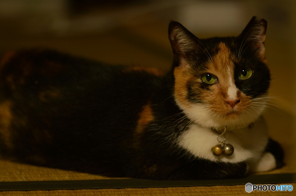 カツオの匂いに反応する猫