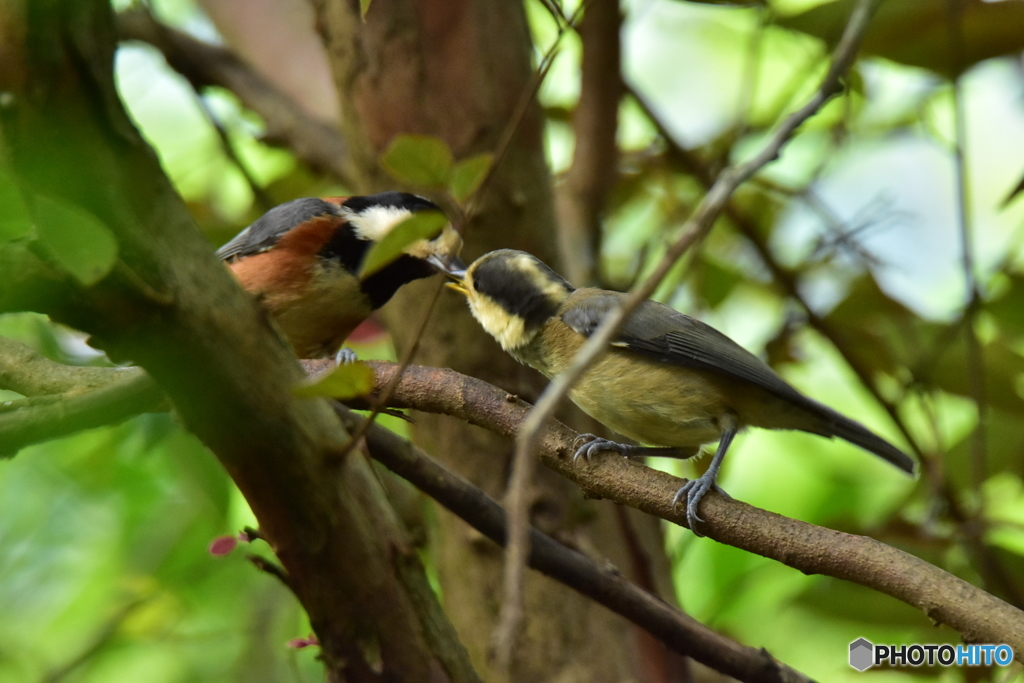 世話が焼けます