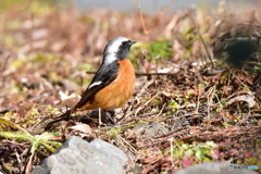 陽気に登場 Ⅰ 陽気に登場 Ⅰ