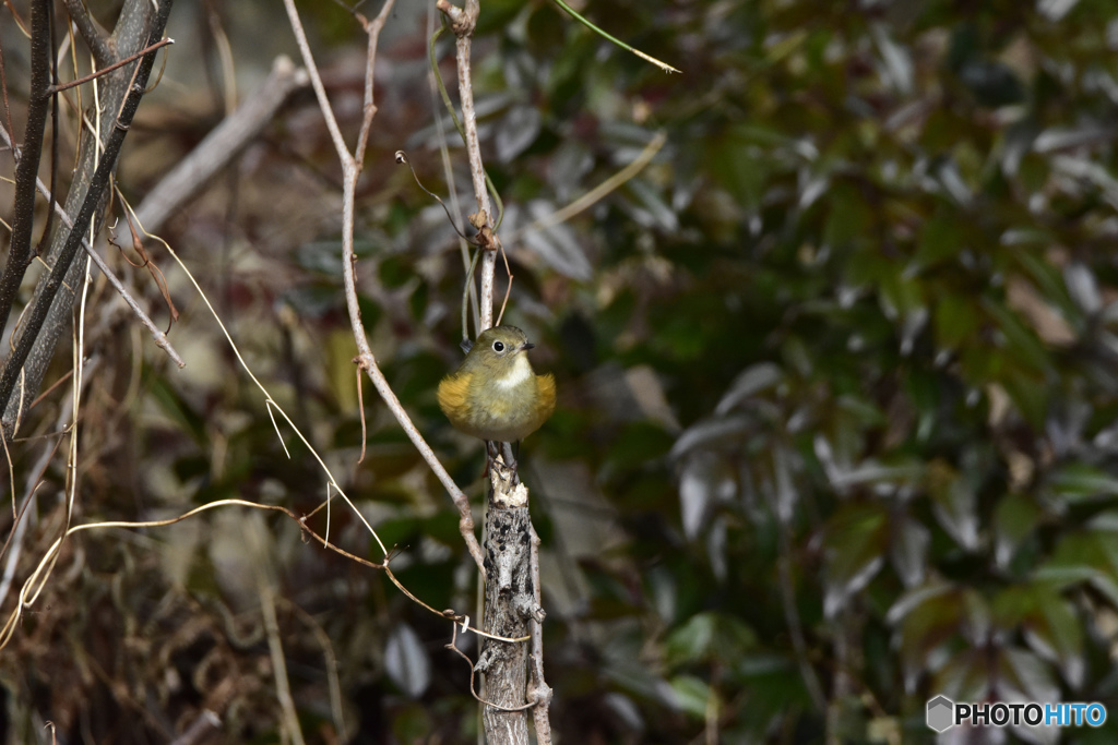 私の縄張りです