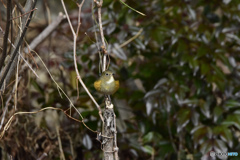 私の縄張りです