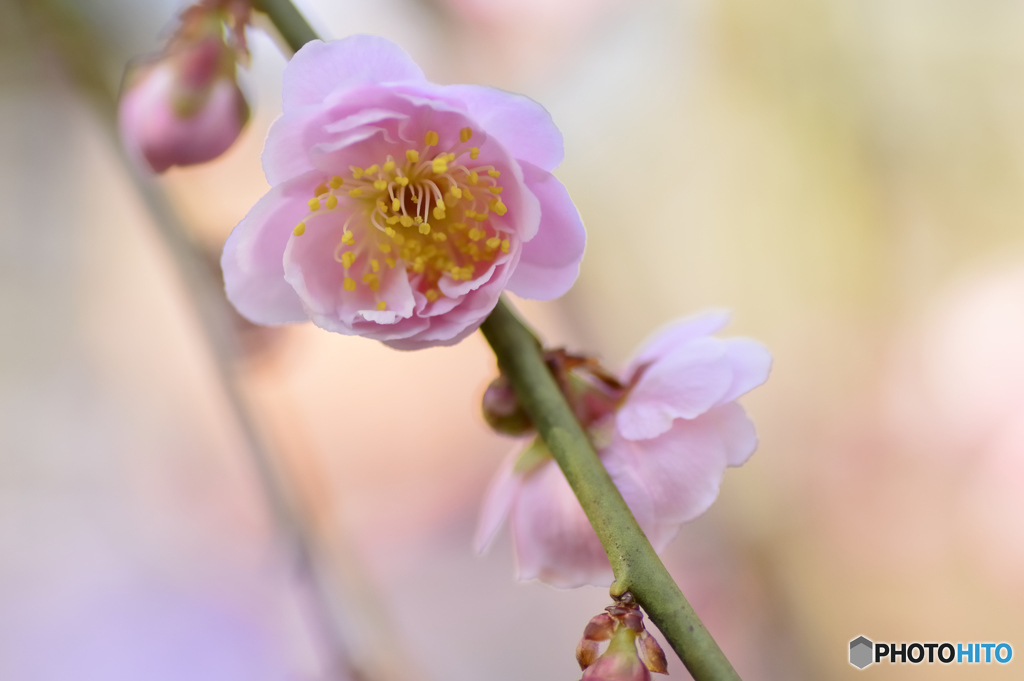 春を駆ける花々 Ⅲ