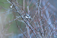 梅の花はまだかな 梅の花はまだかな