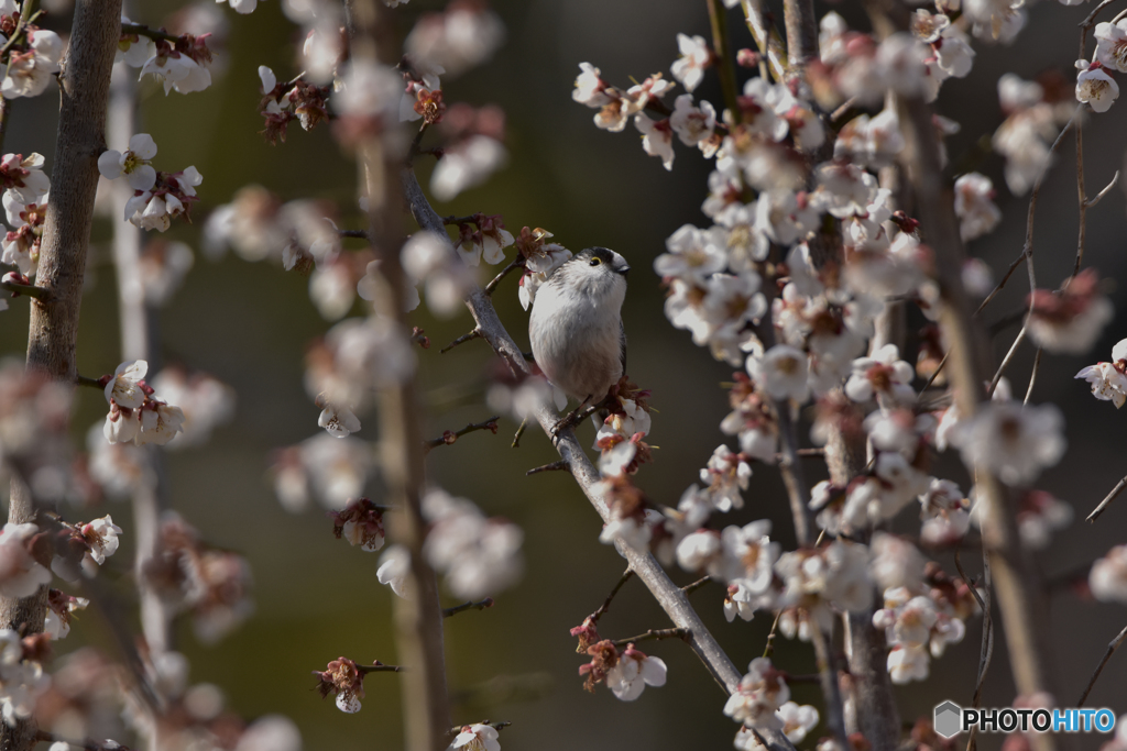 お花見中のエナガ