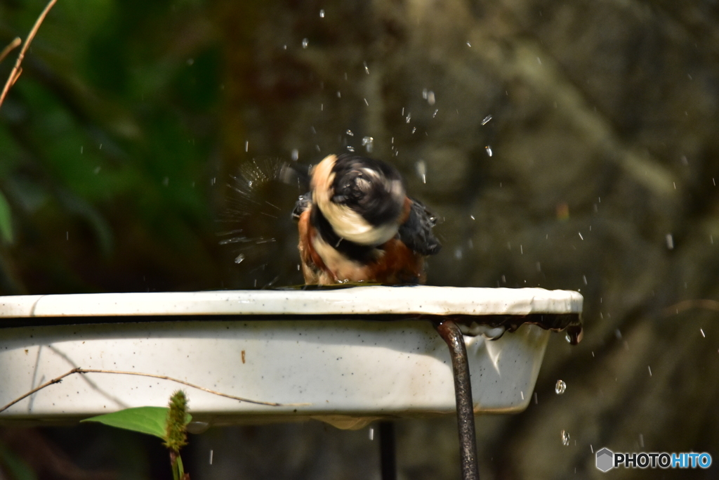 ヤマガラの水浴び ②