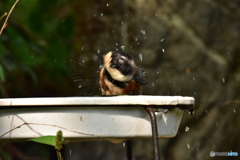 ヤマガラの水浴び ②