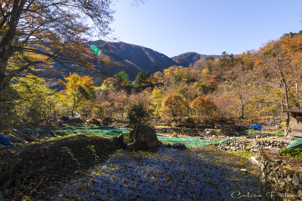 山粧う Ⅲ