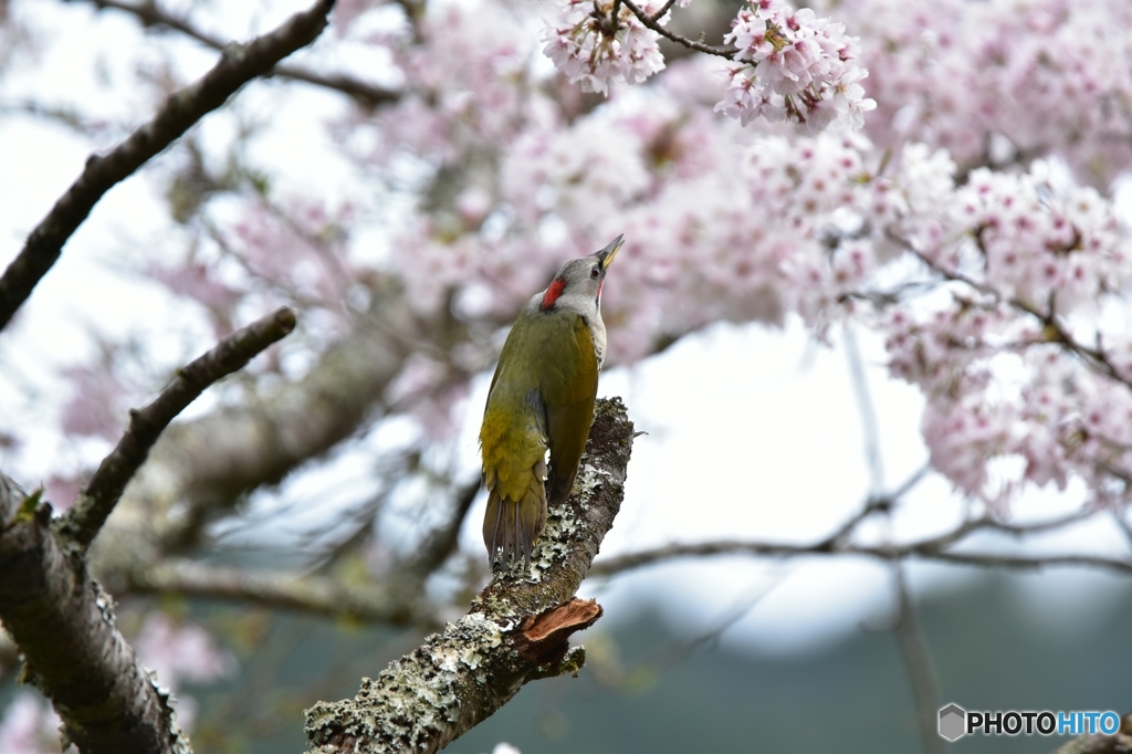 お花見中のアオゲラ Ⅲ