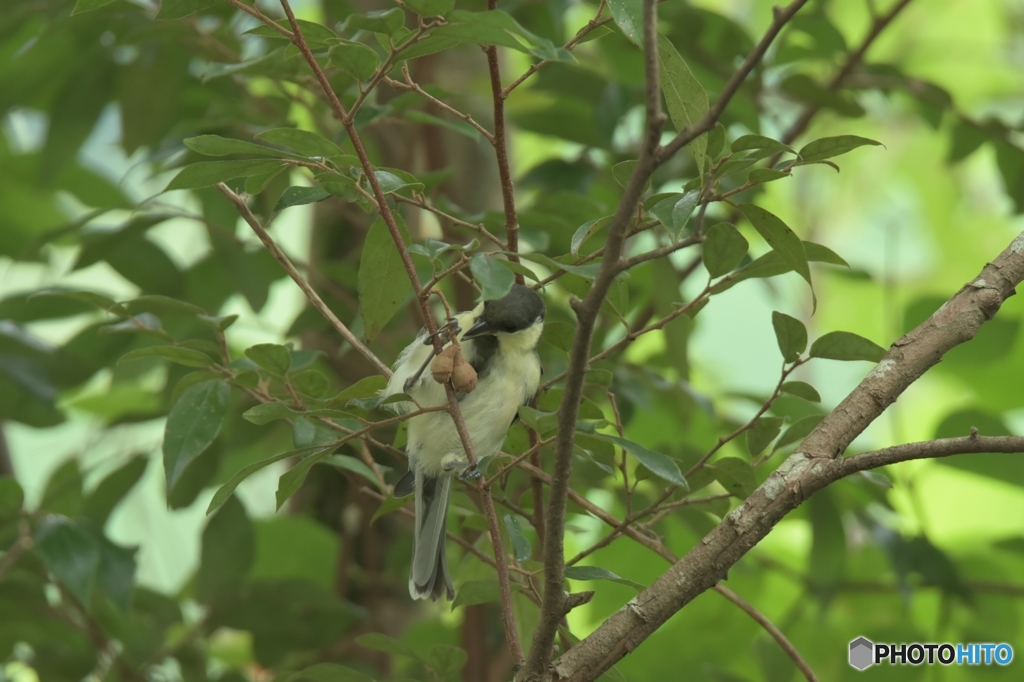 庭木の実を食べるシジュウカラ