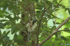 庭木の実を食べるシジュウカラ 庭木の実を食べるシジュウカラ