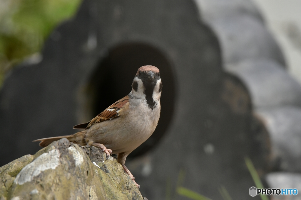 掃除しに来たよ〜