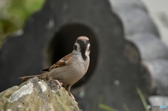 掃除しに来たよ〜