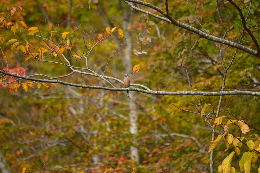 紅葉とホオジロ