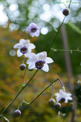 早朝の蓮華升麻 Ⅱ