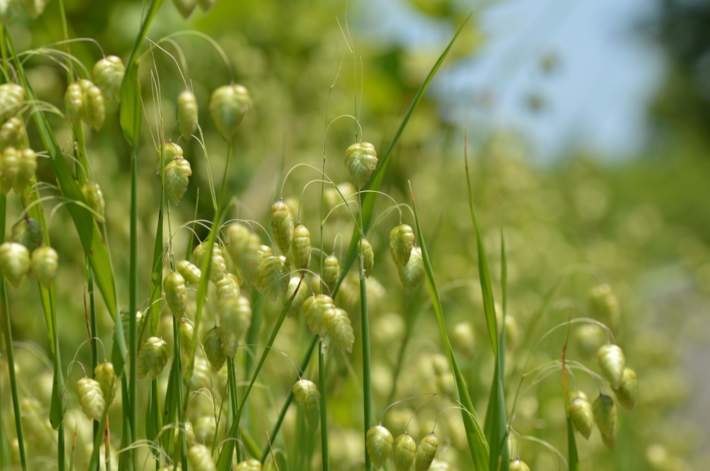 花穂を揺らして