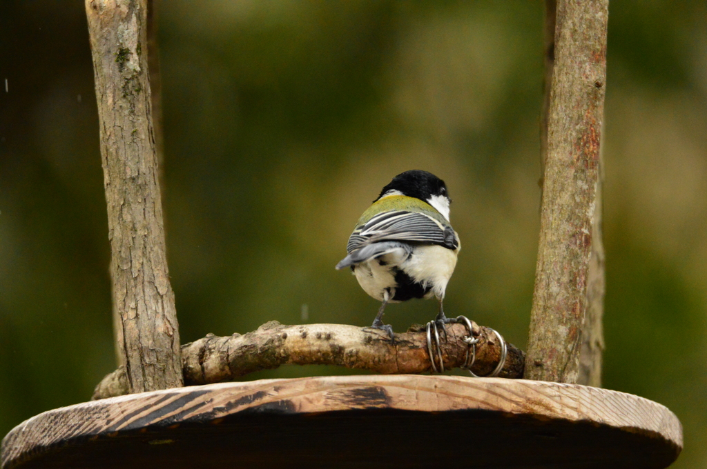 雨が降ってきたよ、シジュウくん！