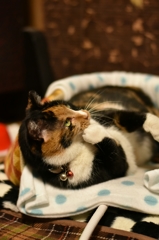 考えるミーコ
