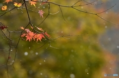 雪降る山葵田から Ⅰ