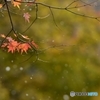 雪降る山葵田から Ⅰ