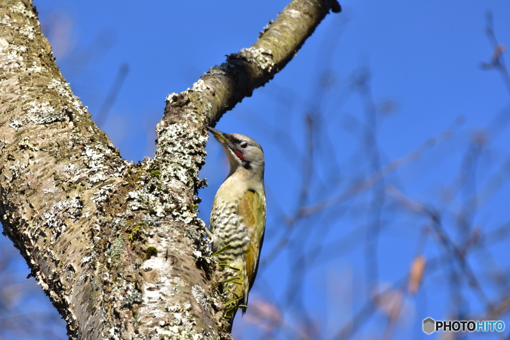 眠そうなアオゲラ