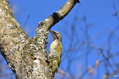 眠そうなアオゲラ