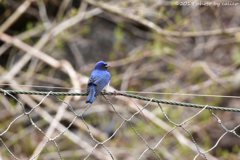 僕の歌を聴きなよ