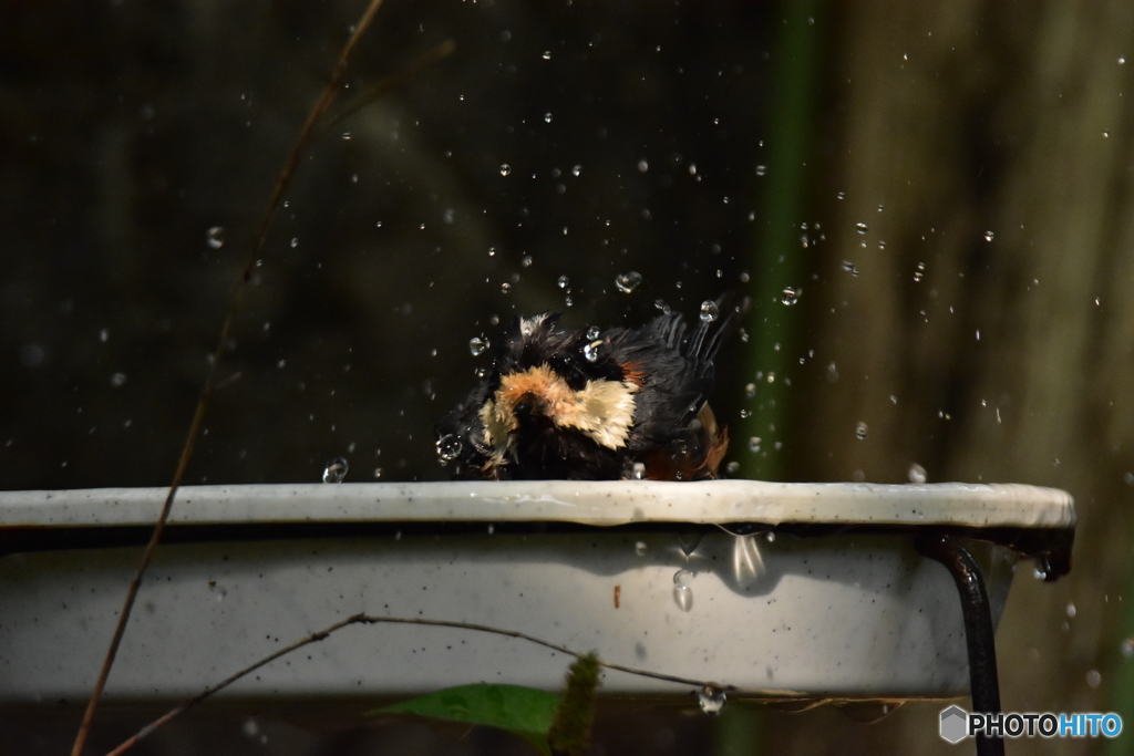 ヤマガラの水浴び ①