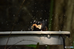 ヤマガラの水浴び ①