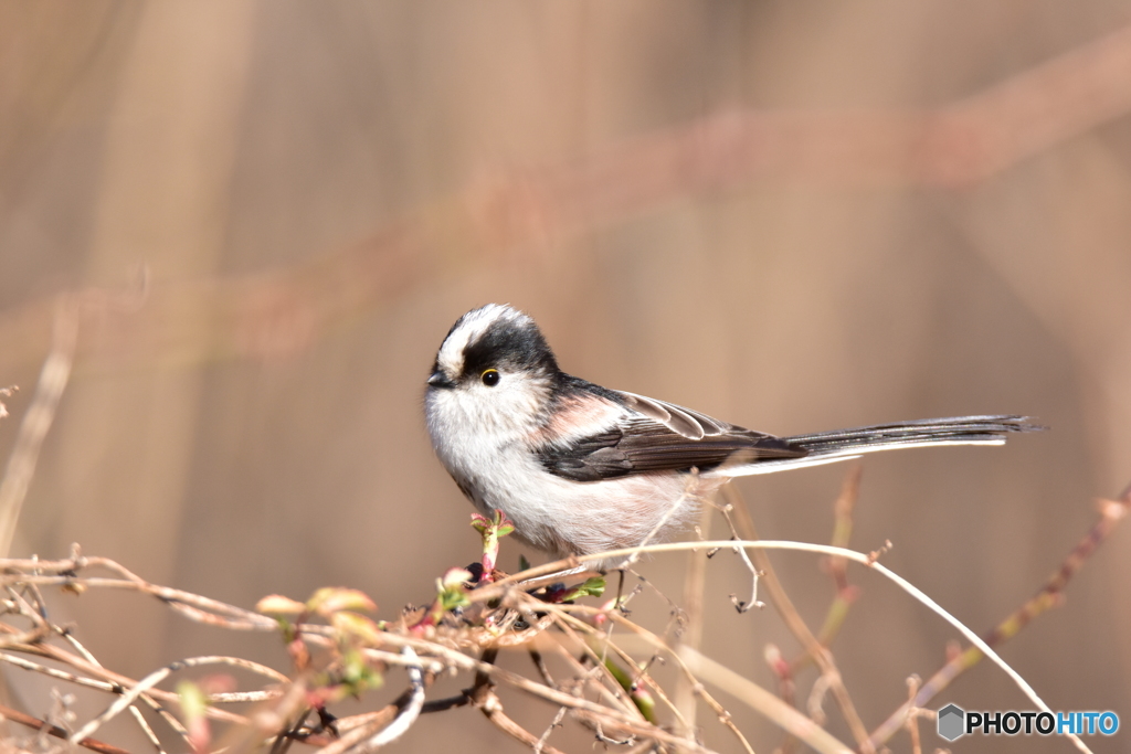 綺麗に撮ってね
