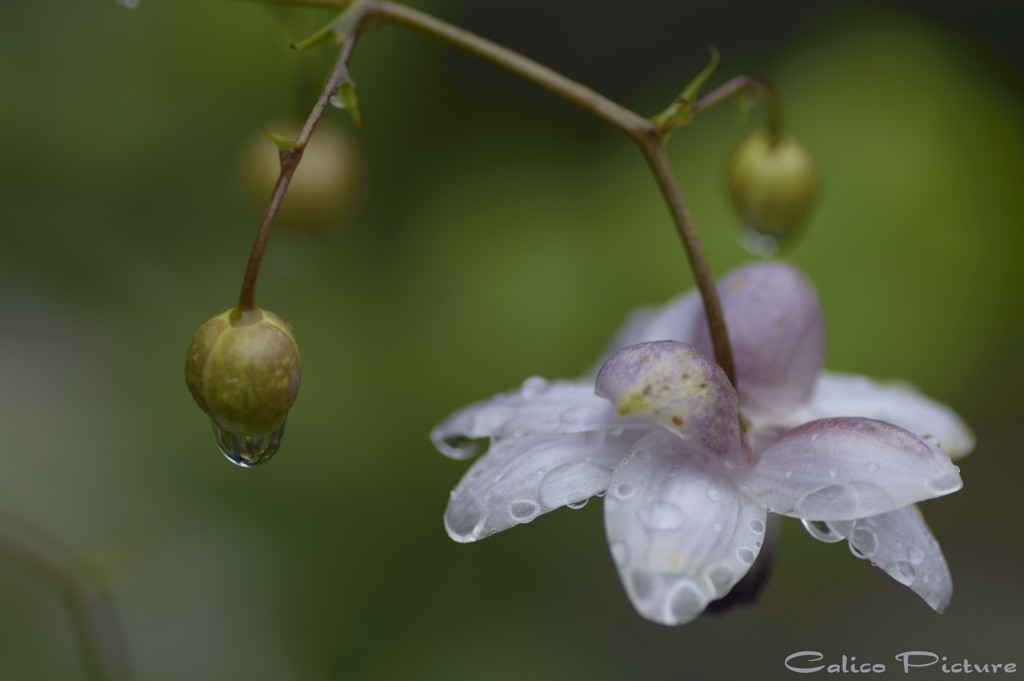 雨の日の開花 Ⅱ