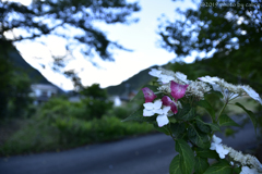 梅雨晴れの 夕茜して すぐ消えし