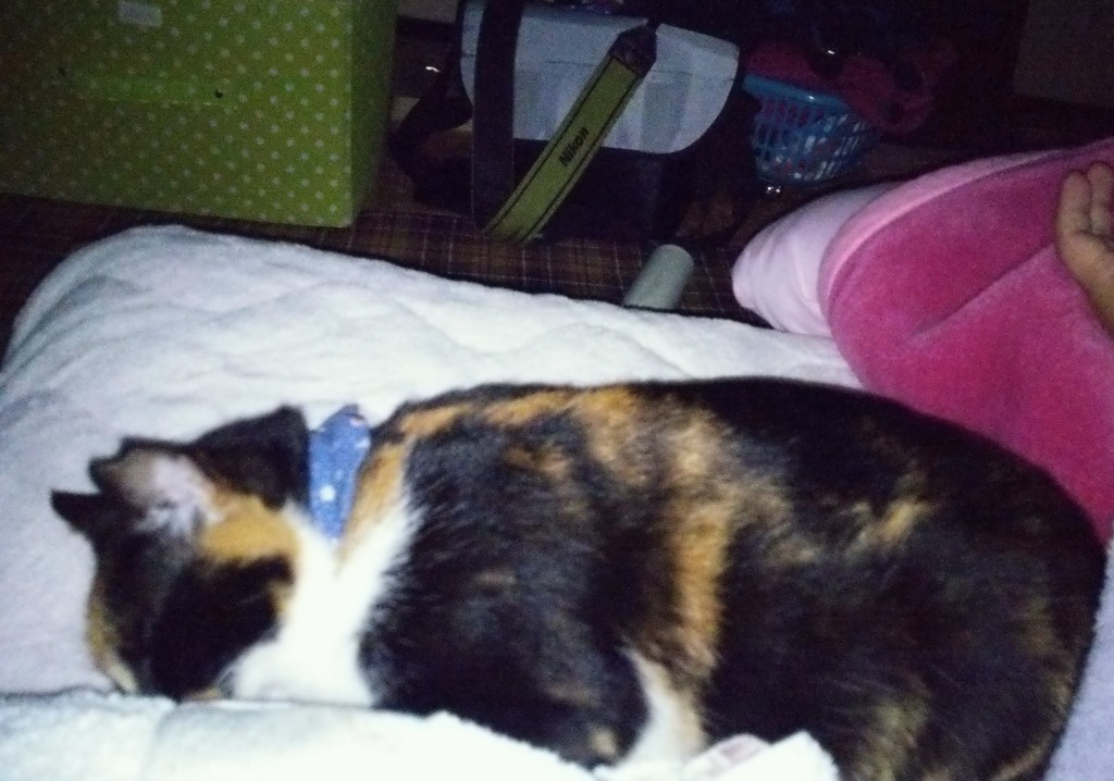 飼い主で暖を取る猫