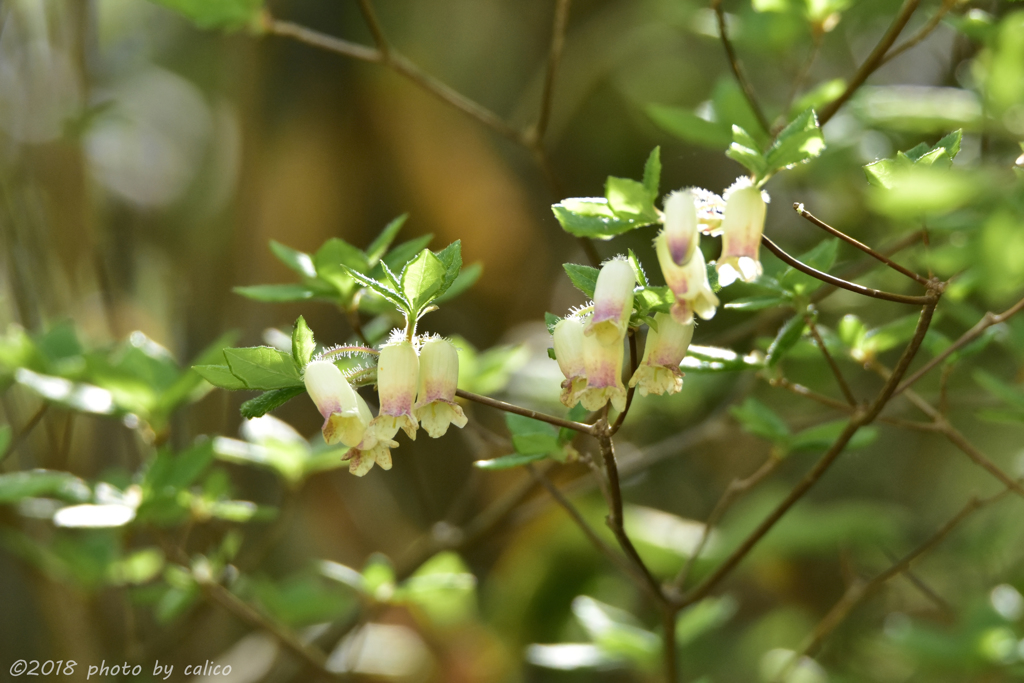 見守るように咲く