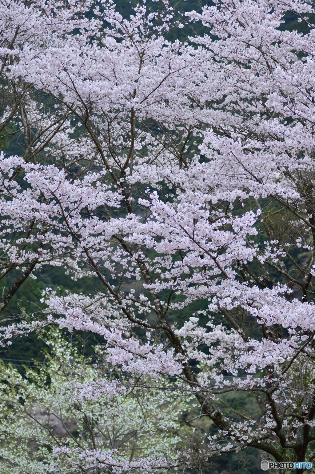 週末まで咲いていてね♪