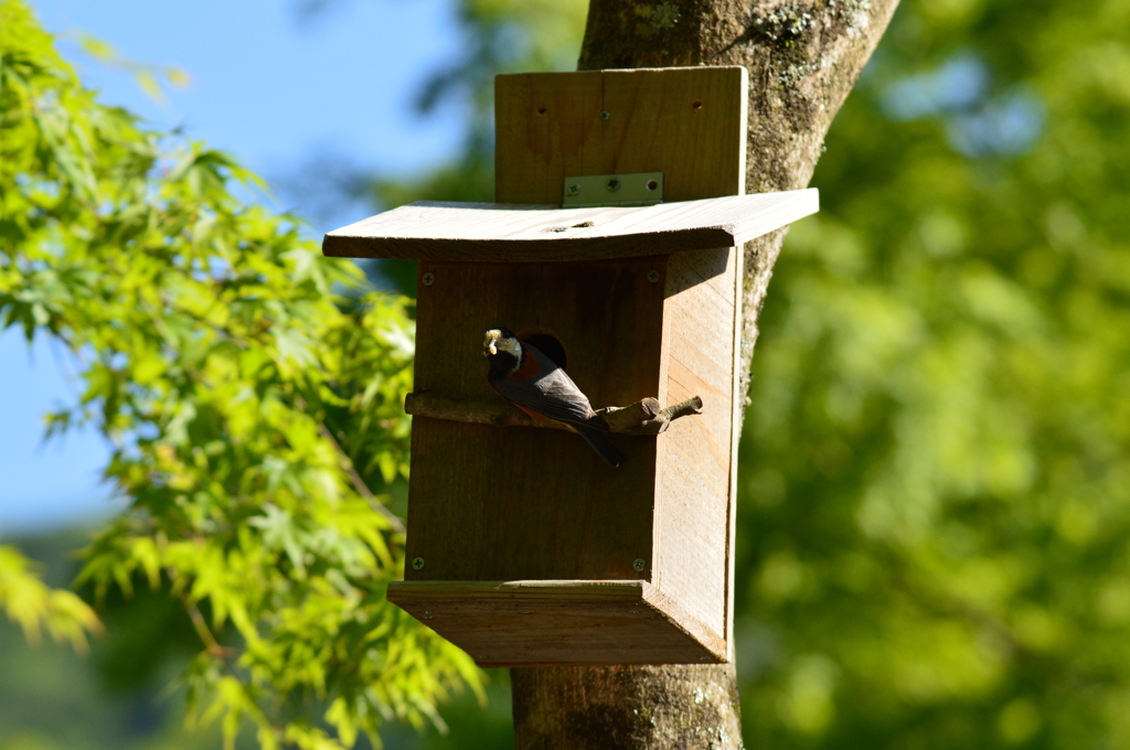 僕は忙しいのだよ