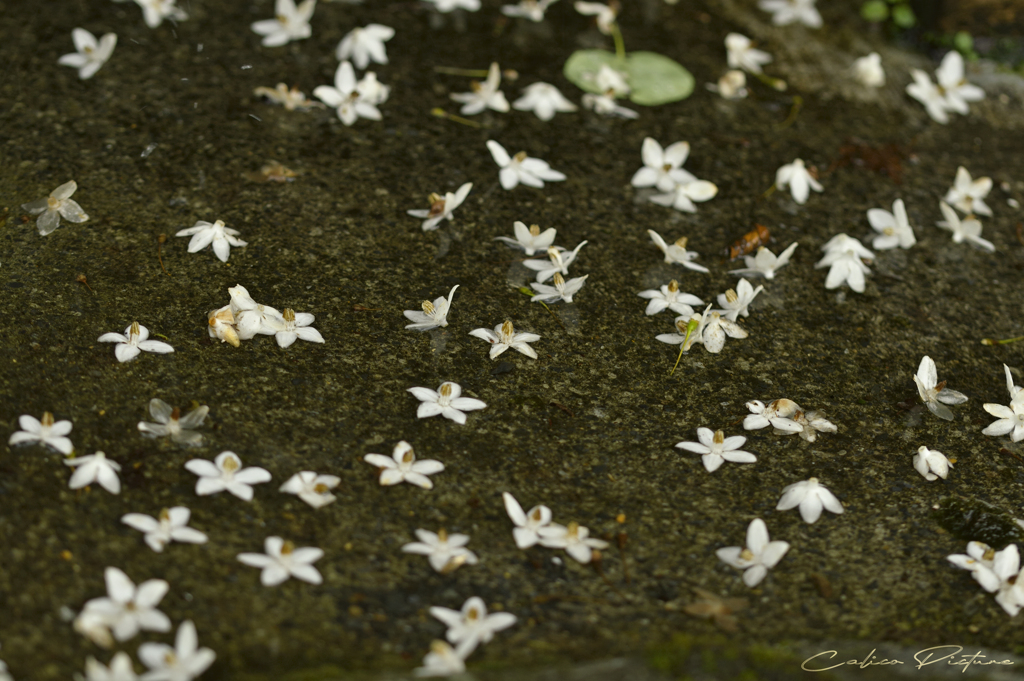 雨の日の萵苣の木 Ⅳ