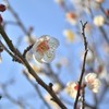 香散見草（カザミグサ）