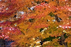 燃えるような秋